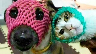 ❤ Funny Cats And Dogs - 2023 | Cute And Funniest Animals Compilation #4