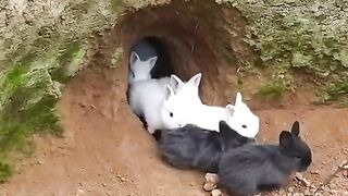 Conejos saliendo de la madriguera, crianza al aire libre.