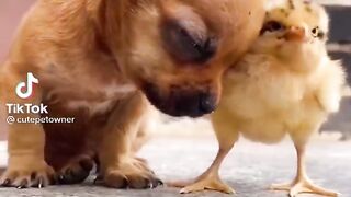Cute Duckling