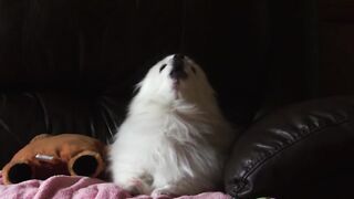 Sunshine Rainbow white Dog