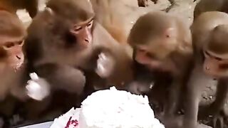 Monkeys birth day
