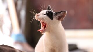 Funny kittens playing its very funny wait for end...