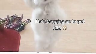 Puppy wants friendship ..dogye is happy