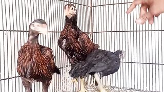 Birds