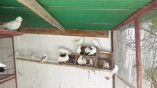 White Pegions