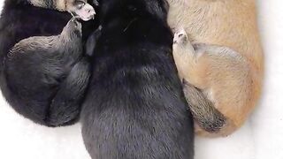 LoVely Pet