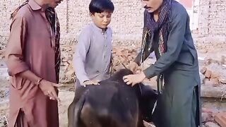 Cseuupkvcseuopgsae