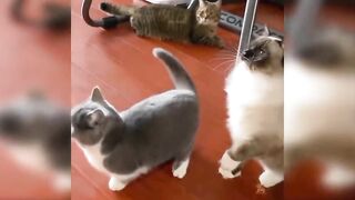 So funny cats ????????????????????