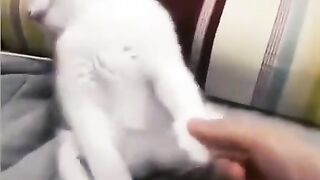 Cats sleeping. Enjoy time of cats and dogs