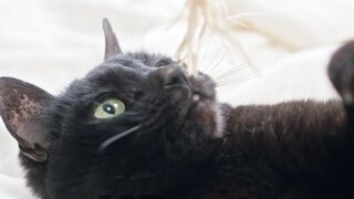 Beautiful Black cat Playing  | Nature, Animals, Cats, Pet,
