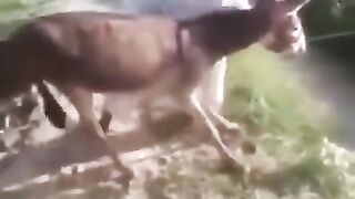 A man with his donkey