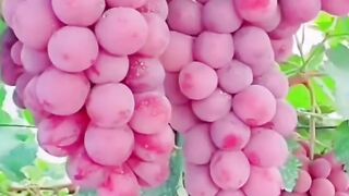 Video clips beautiful