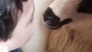 ROMANIANLAMB