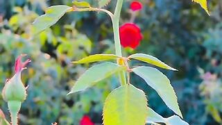 Red roses