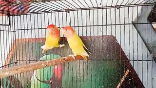 Love birds ????
