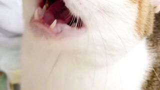 血气十足的小猫 叫声就是不一样 #养了话痨小猫是什么体验