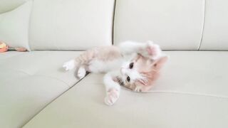 New cat story ???? funny cat video 2