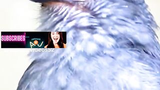 Animals voice