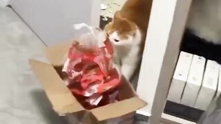 serahnih sih oyenn