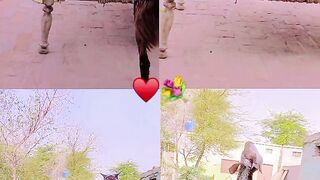 Cute animal 14