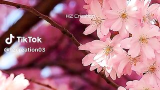 Islamic video 336