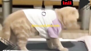 Kucing juga nggak mau kalah, mulai gym biar body goals! ????????