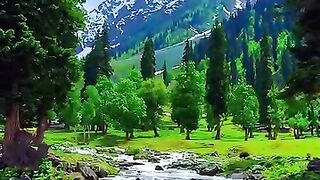 Kashmir 43