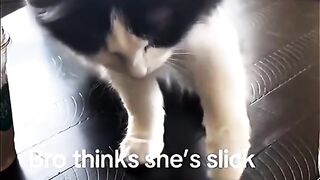 Catlover 18