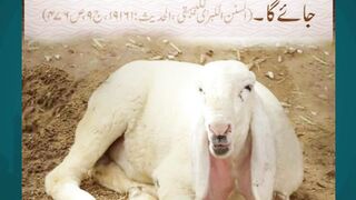 Premium Bakra for Eid 2025 – Heavyweight Champion