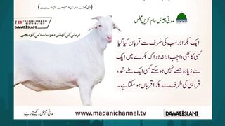 Beautiful White Goat for Qurbani | Bakra Eid 2025