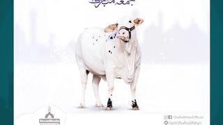 Bakra Eid Special – Top 10 Qurbani Bakras