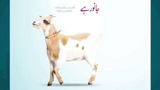Black Beauty Bakra for Eid 2025