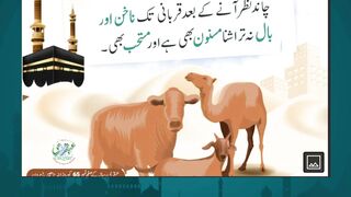 Affordable Qurbani Goats for Bakra Eid
