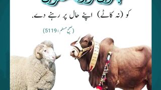 Heavy Bakra Price in Pakistan – Bakra Eid 2025