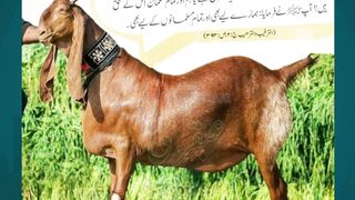 Farm Fresh Qurbani Animals Online Booking