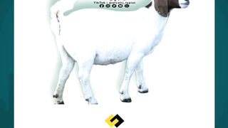 Karachi Bakra Mandi Live 2025 | Full Tour