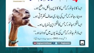 White Bakra with Big Horns – Eid Ready