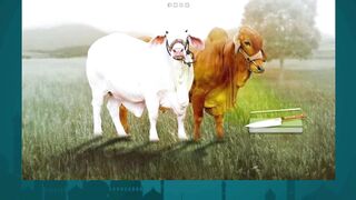 Bakra Mandi Vlog 2025 | Goat & Cow Prices