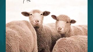 Online Qurbani Services 2025 – Bakra & Cow