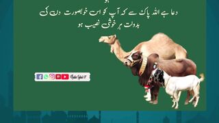 Imported Goat Breeds for Qurbani