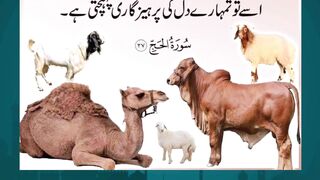 Mandi Ki Sair – Bakra Eid Vlog 2025