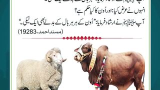 Healthy Cow & Goat for Sacrifice – Bakra Eid