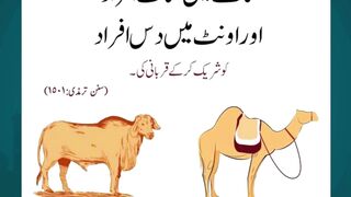 Bakra Eid Countdown – Get Your Animal Now!
