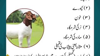 Pure Kamori Bakra for Qurbani – Limited Stock