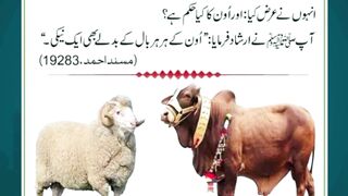 Cute Goat Reaction – First Time in Mandi 2