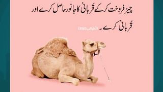 Bakra Eid 2025 | Top 5 Qurbani Animal Tips