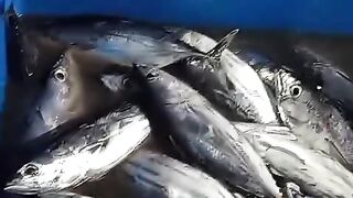 Fresh cob fish