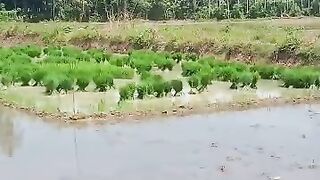 Ready to plant rice