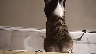 Catlover 20