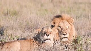 Beautiful Male Lions